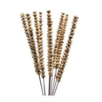 Bundle of Twelve Natural Bakuli Stems