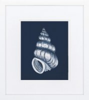 16" x 14" Nautical Shell on Navy 1 Framed Print Under Glass