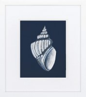 16" x 14" Nautical Shell on Navy 2 Framed Print Under Glass