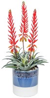 30" Faux Red Flower Agave in an Ombre Pot