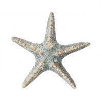 8" Natural and Blue Polyresin Starfish Wall Plaque
