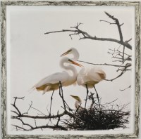 32" Sq Egrets Nest With a Chick Coastal Gel Print in a Distressed White and Gray Frame