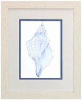 11" x 9" Inside the Blue Shell Coastal White Wash Framed Print Under Glass