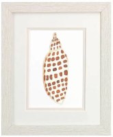 11" x 9" Dotted Shell Coastal White Wash Framed Print Under Glass