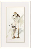 33" x 21" Two Stilt Birds Coastal Framed Print Under Glass