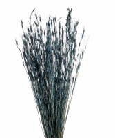 Bundle of 45 30" Dried Dark Blue Phonis Tale Grass