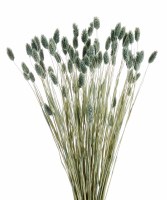 Bundle of 50 21" Dried Blue Philaris Grass