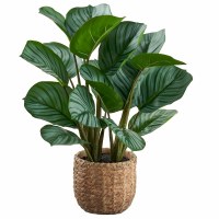 16" Faux Green Calathea Plant in a Basket