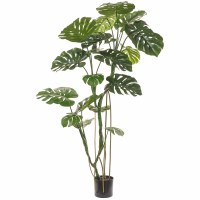 70" Faux Green Monstrea Tree in a Black Pot