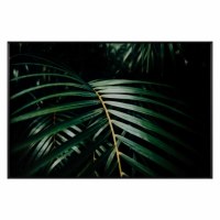 32" x 48" Areca Frond Tropical Tempered Glass Framed Print