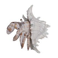 7" Distressed White Polyresin Hermit Crab