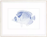 21" x 28" Big Eyed Blue Fish Coastal Framed Print Under Glass