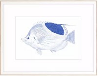 21" x 28" Blue Spotted Fish Coastal Framed Print Under Glass