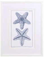 25" x 19" Two Blue Starfish Coastal Framed Print Under Glass