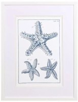 25" x 19" Three Blue Starfish Coastal Framed Print Under Glass