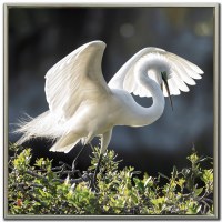 36" Sq Backlit Grace Egret Framed Coastal Canvas