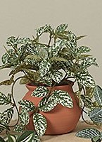 7" Faux Spot Leaf Plant in a Terracotta Pot