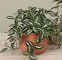 7" Faux Stripe Leaf Plant in a Terracotta Pot