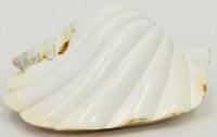 5"-6" Carved Strombus Latissimus Shell