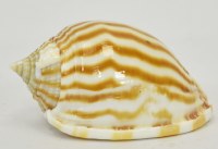 2.5" Bonnet Strigatum Shell