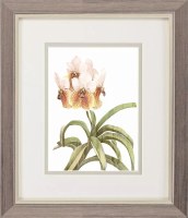11" x 9" Four Orchids Framed Print Under Glass
