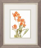 11" x 9" Orange Orchids Framed Print Under Glass