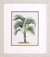 16" x 14" Low Palm Tree Framed Tropical Print Under Glass