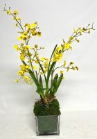 30" Faux Yellow Oncidium in a Clear Glass 6" Cube