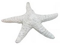 10" Distressed White Polyresin Faux Starfish Figurine