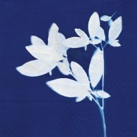 5" Square White Flowers on Navy Beverage Napkins