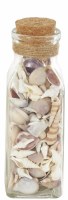 8" Natural Light Seashells in a Glass Jar