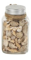 6" Natural Dark Seashells in a Glass Jar