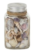 6" Natural Light Seashells in a Glass Jar