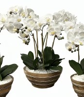 24" Four Faux White Orchids in a Wood Bowl