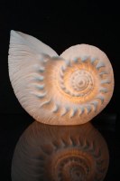 34" White Polyresin Nautilus Shell Coastal Table Lamp