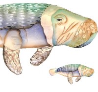 9' x 21" Multicolor Capiz Manatee Coastal Wall Art Plaque