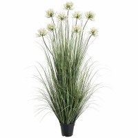 59" Cream Agapanthus Grass in a Black Plastic Pot