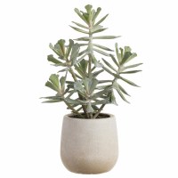 12" Faux Green and Gray Aeonium Plant in a White Plastic Pot