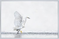 38" x 50" White Egret With the Wings in the Air Coastal Canvas in a White Frame