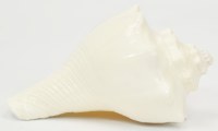 3"-4" White Conch Shell
