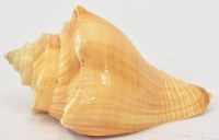 4"-5" Brown Conch Shell