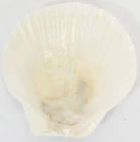 4.5" White Pecten Shell