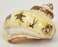 2" Engraved Sealife Turbo Shell