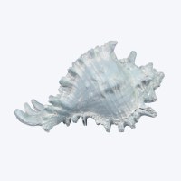 6" Light Blue Polyresin Faux Murex Shell Figurine