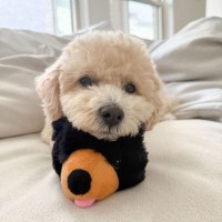 5" 2 in 1 Ball in a Plush Black Bear Dog Toy