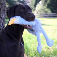 16" Blue Heron Rope Dog Toy