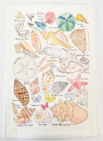 27" Sq Florida Seashells Kitchen Towel