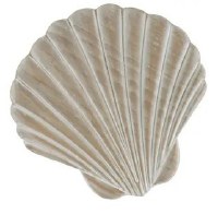 12' White Washed Scallop Shell Coastal Wood Wall Art Plaque