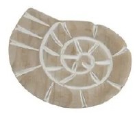 9" White Washed Snail Shell Coastal Wood Wall Art Plaque