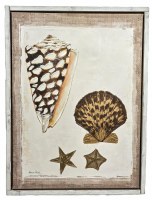 32" x 24" Cone Shell and Scallop Coastal Framed Canvas